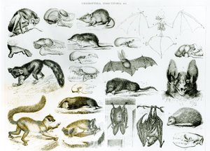 Fledermäuse, Insektenfresser